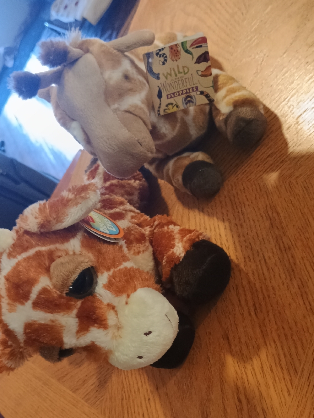 If You Love Giraffes, These Two BUDDIES Are Adorable! 😍